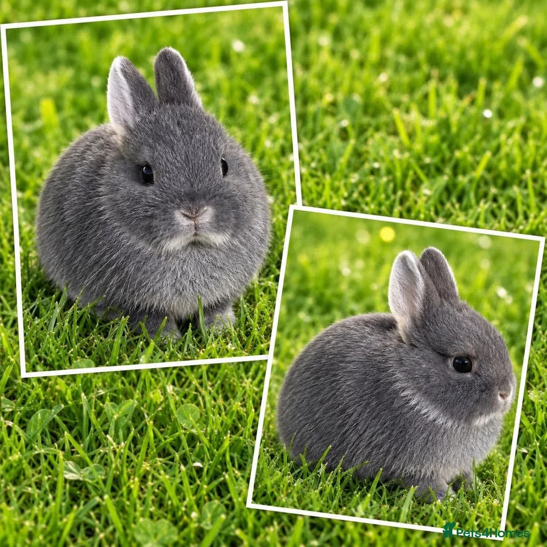 Netherland Dwarf rabbits for sale: 10wk old blue otter netherland does SHOW STOCK   - Advert 2