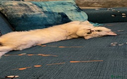 Scottish Fold cats for sale: Stunning Male Silver-Tipped Scottish Straight  - Image 1