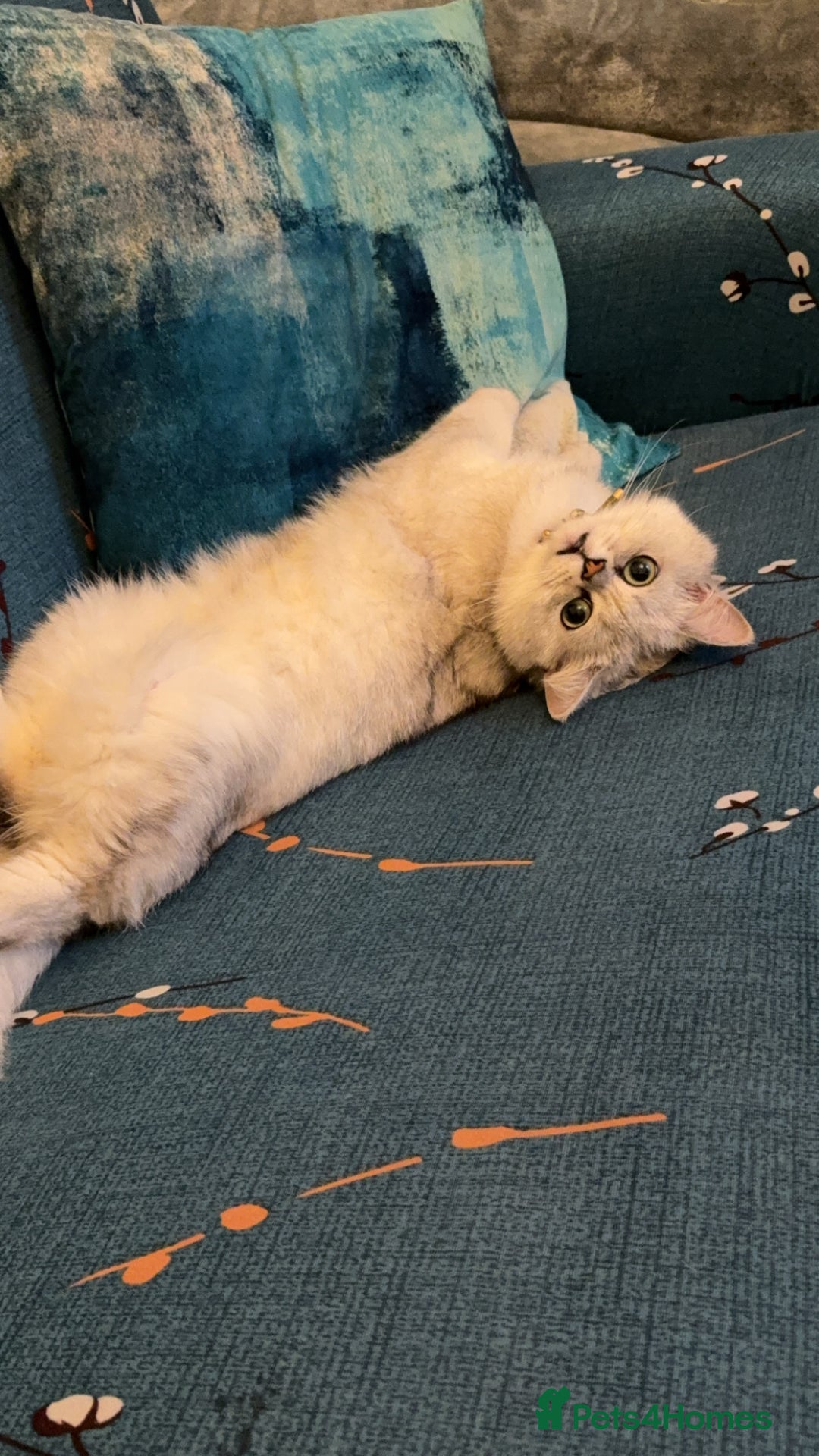Scottish Fold cats for sale: Stunning Male Silver-Tipped Scottish Straight  - Image 1