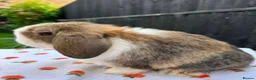 Mini Lop rabbits for sale: Mini lop girl - Advert 4