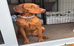 Hungarian Vizsla dogs for sale: 1 year old female.  - Image 2