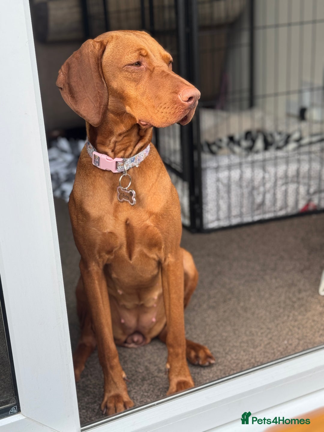 Hungarian Vizsla dogs for sale: 1 year old female.  - Image 2