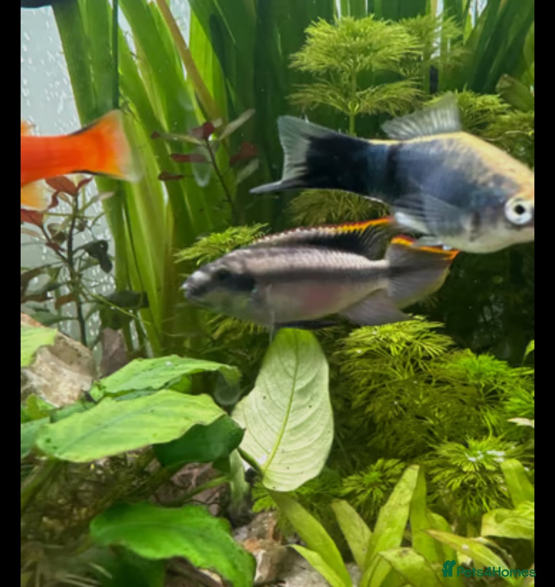 Plecos fish for sale: Juvenile bristle-nose plecos - Image 8