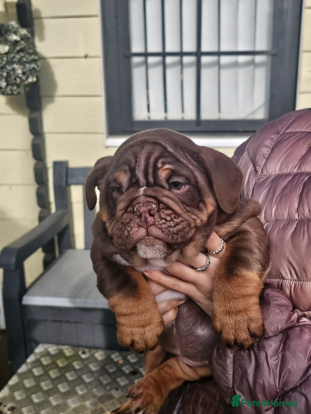 English Bulldog dogs for sale: English bulldog pups for sale - Advert 23