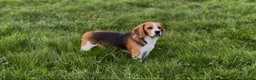 Beagle dogs for sale: CRACKER THE BEAUTIFUL BEAGLE  - Advert 4
