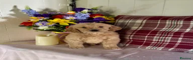 Mini Goldendoodle Puppy 5