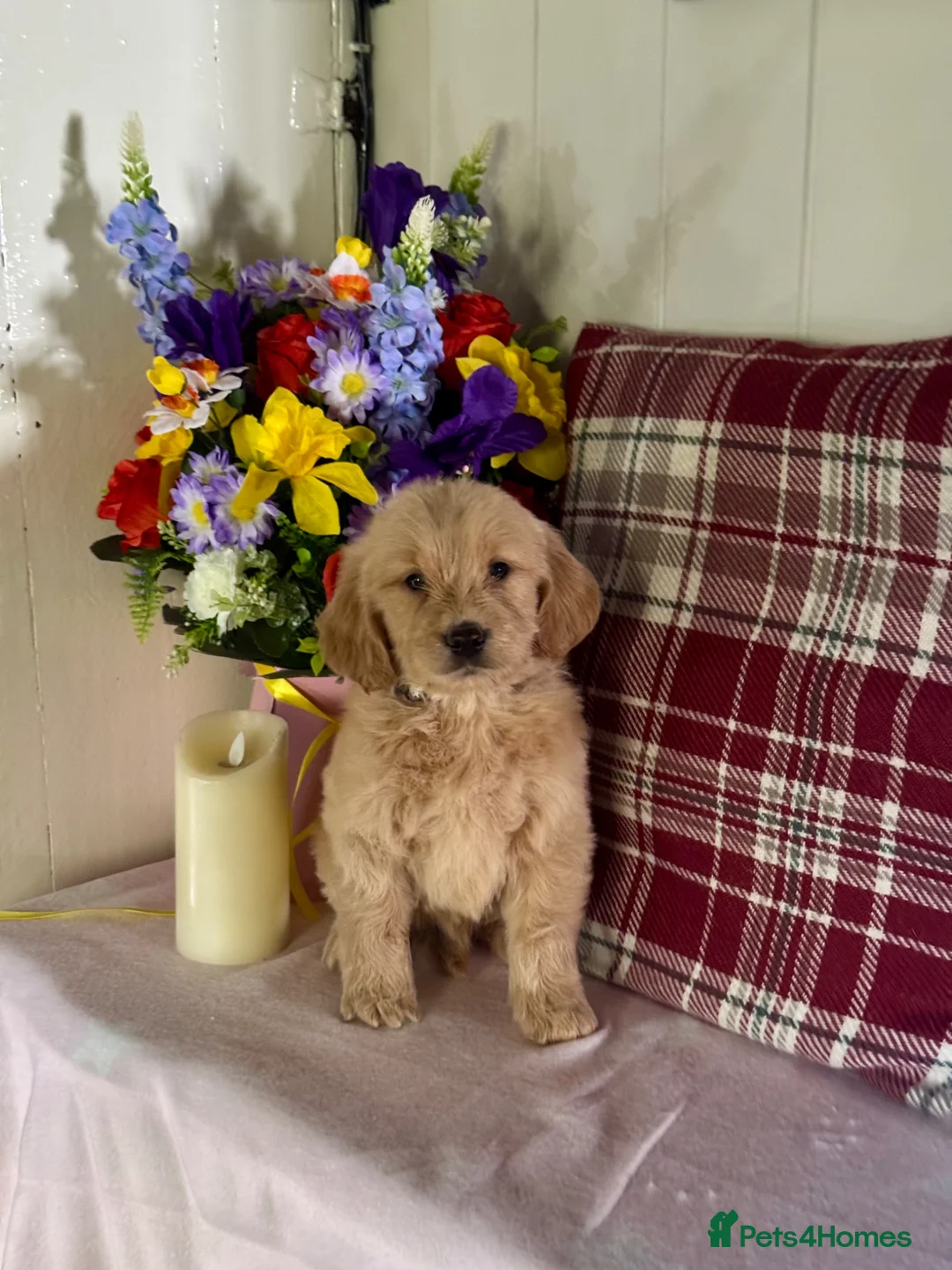 Mini Goldendoodle dogs for sale: 9 mini Goldendoodles puppies for sale - Advert 11