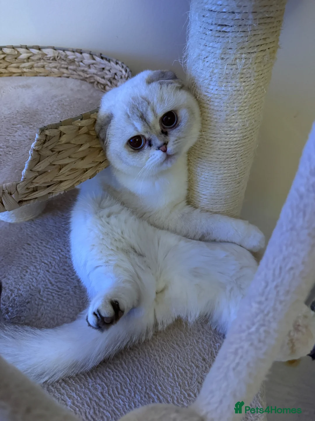 Scottish Fold cats for sale: Pure bred Scottish Fold - Advert 1