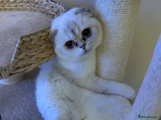 Scottish Fold cats Pure bred Scottish Fold - Advert 1
