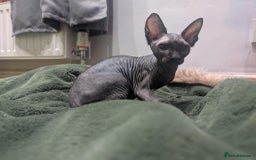 British Shorthair cats for sale: Sphynx boy and British shorthair girl  - Image 4