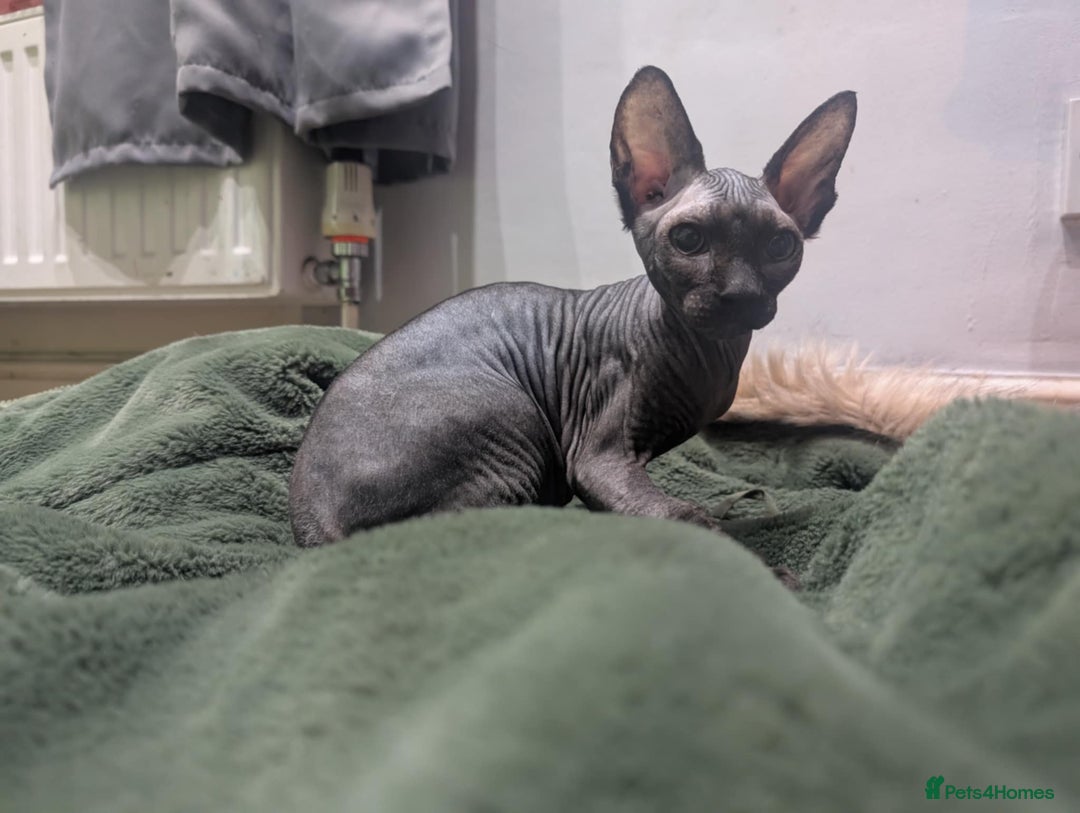 British Shorthair cats for sale: Sphynx boy and British shorthair girl  - Image 4
