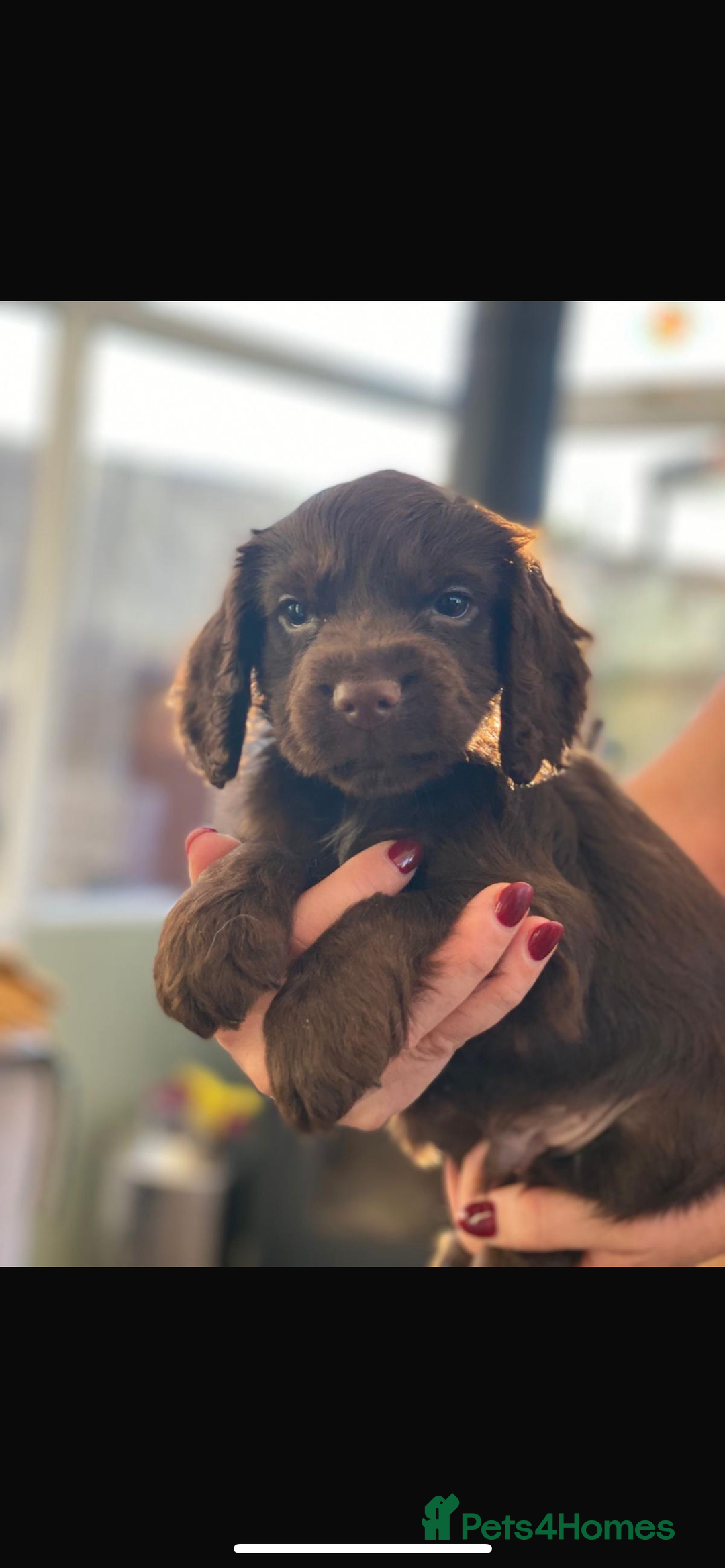 Cocker Spaniel dogs for sale: Beautiful little boy - Image 1