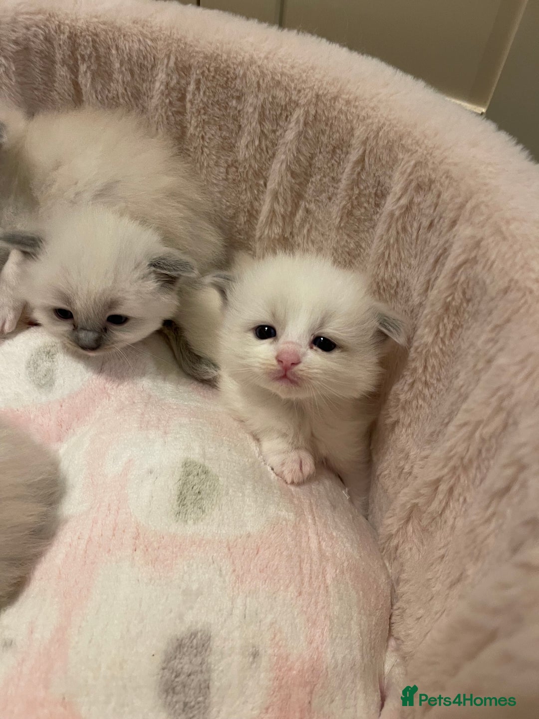 Ragdoll cats for sale: Purebred Ragdolls – Ready to Reserve Now 🍼 - Advert 27