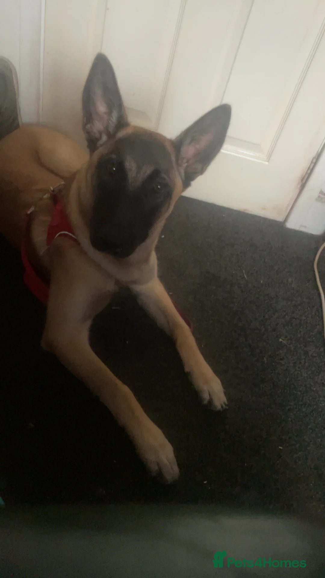 Belgian Shepherd Dog dogs for sale: Zaria  - Advert 2