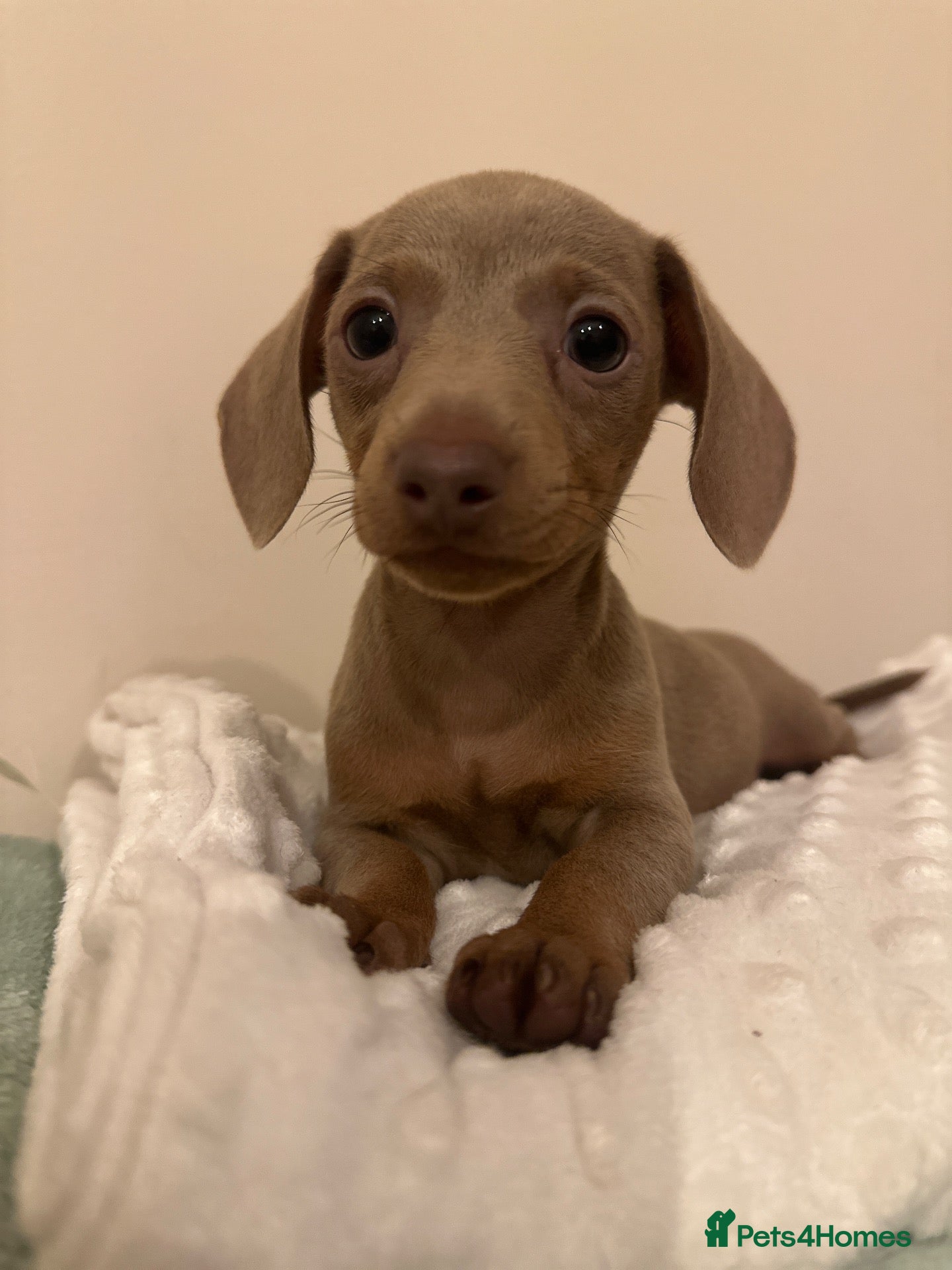 Miniature Dachshund dogs 🤍exceptional KC PRA clear🤍ready now  - Advert 1