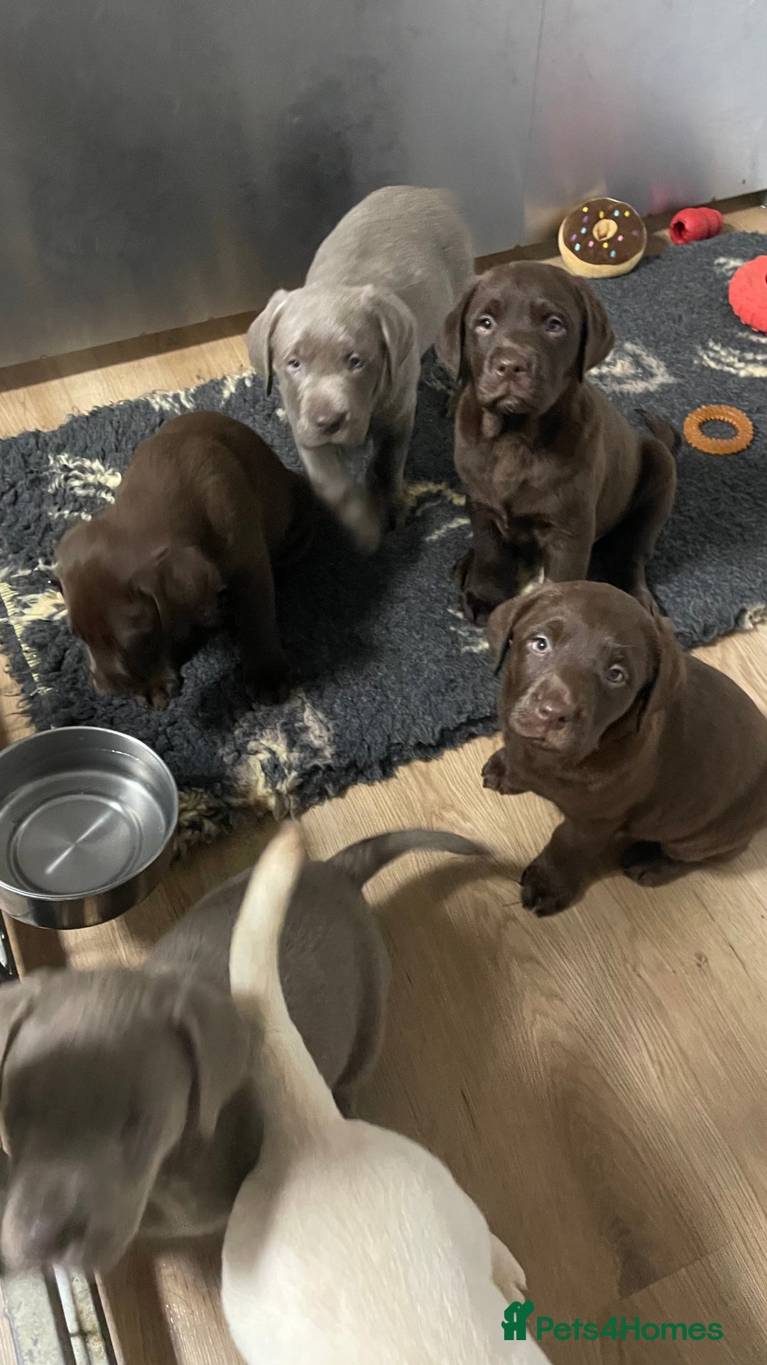Labrador Retriever dogs for sale: Kennel club registered Labrador puppies  - Advert 7