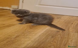 Scottish Fold cats for sale: Scotish kittens  - Image 17