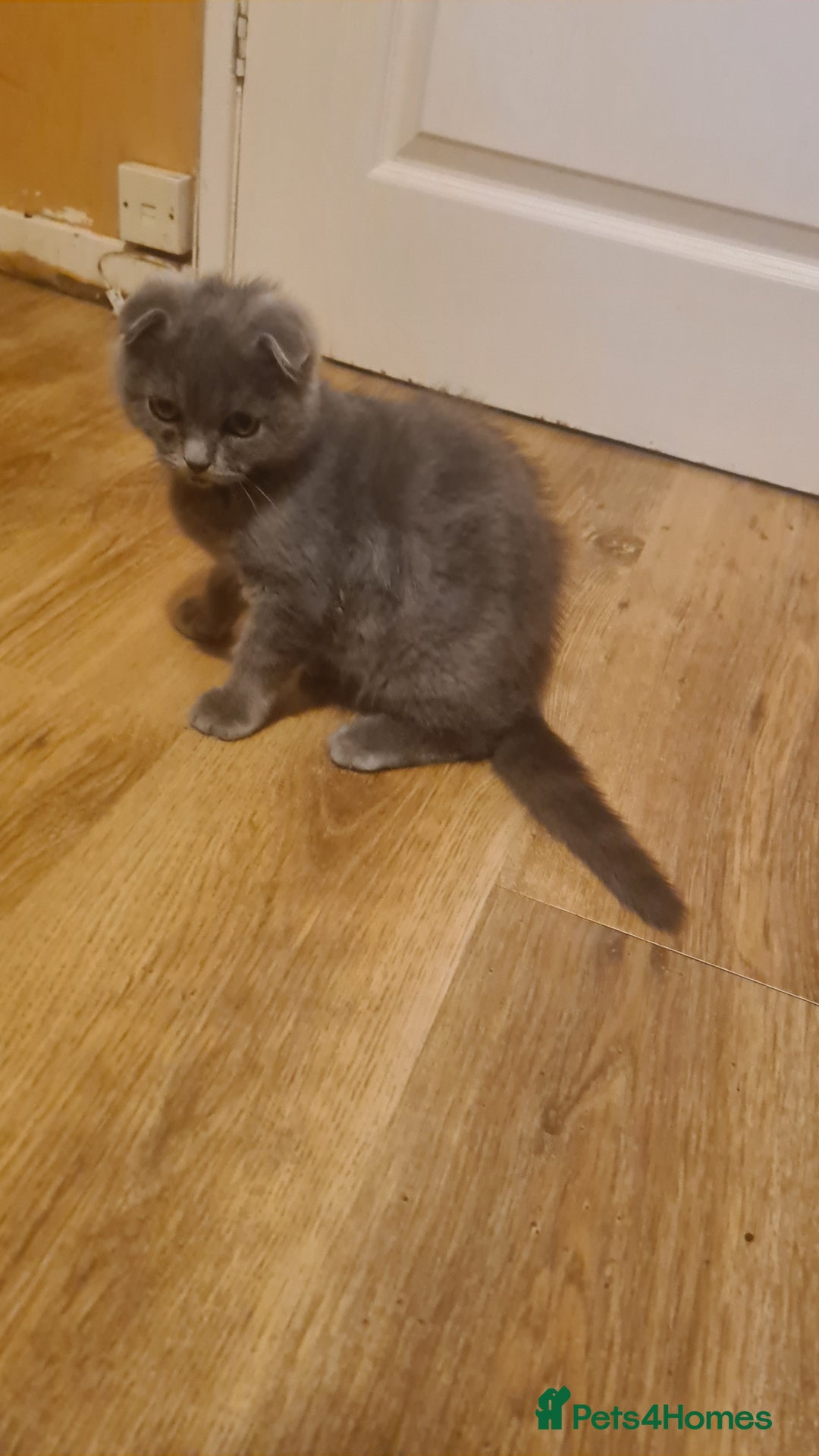 Scottish Fold cats for sale: Scotish kittens  - Image 17