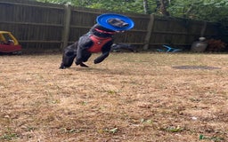 German Shepherd dogs for sale: 8 month old German Shepherd Puppy - Image 3