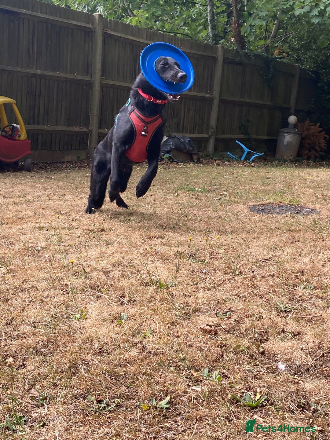 German Shepherd dogs for sale: 8 month old German Shepherd Puppy - Image 3