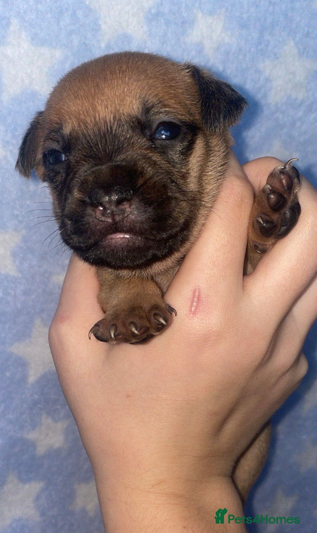 Mixed Breed dogs for sale: Bodeguero Andaluz x French Bulldog Puppies  - Advert 13