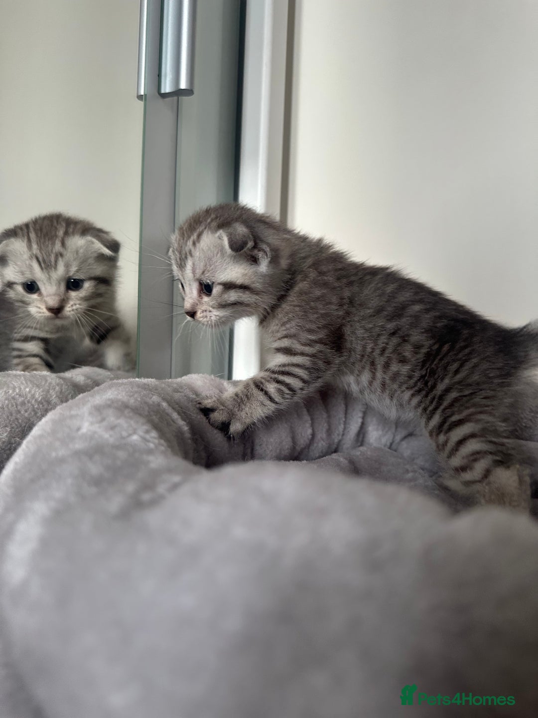 Scottish Fold cats for sale: Adorable playful scottish fold kittens  - Image 4