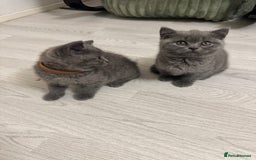 British Shorthair cats for sale: BEAUTIFUL BABY BLUE KITTENS  - Image 10