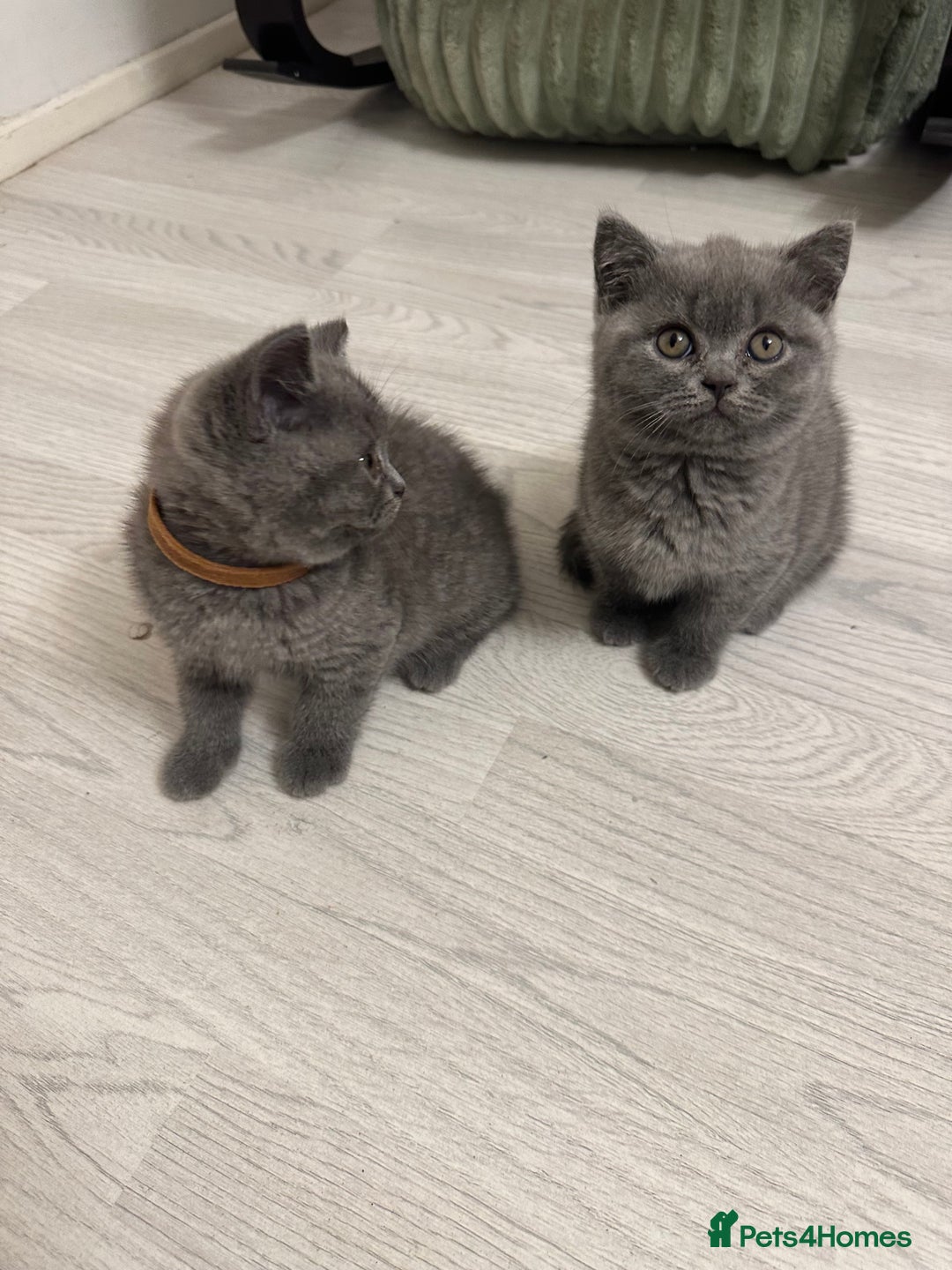 British Shorthair cats for sale: BEAUTIFUL BABY BLUE KITTENS  - Image 10