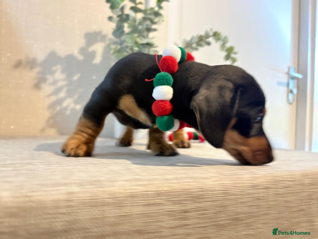 Miniature Dachshund dogs for sale: Miniature Dachshunds dapple. KC reg 4th Jan - Advert 18