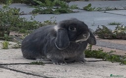 Mini Lop rabbits for sale: Gorgeous mini lop male  - Advert 1