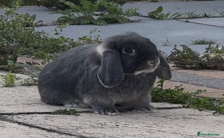 Mini Lop rabbits Gorgeous mini lop male  - Advert 1