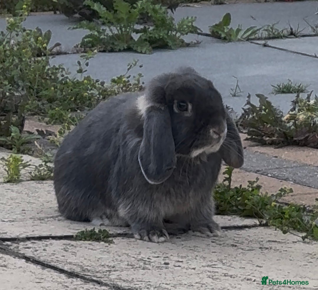 Mini Lop rabbits for sale: Gorgeous mini lop male  - Advert 1