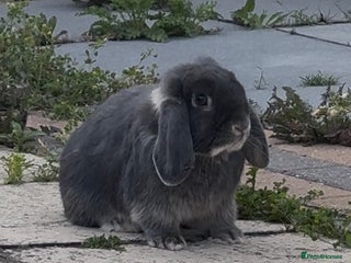 Mini Lop rabbits for sale: Gorgeous mini lop male - Advert 1