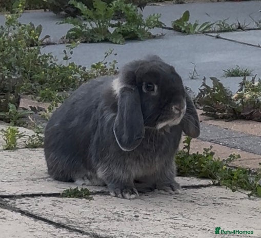 Mini Lop rabbits Gorgeous mini lop male - Advert 3