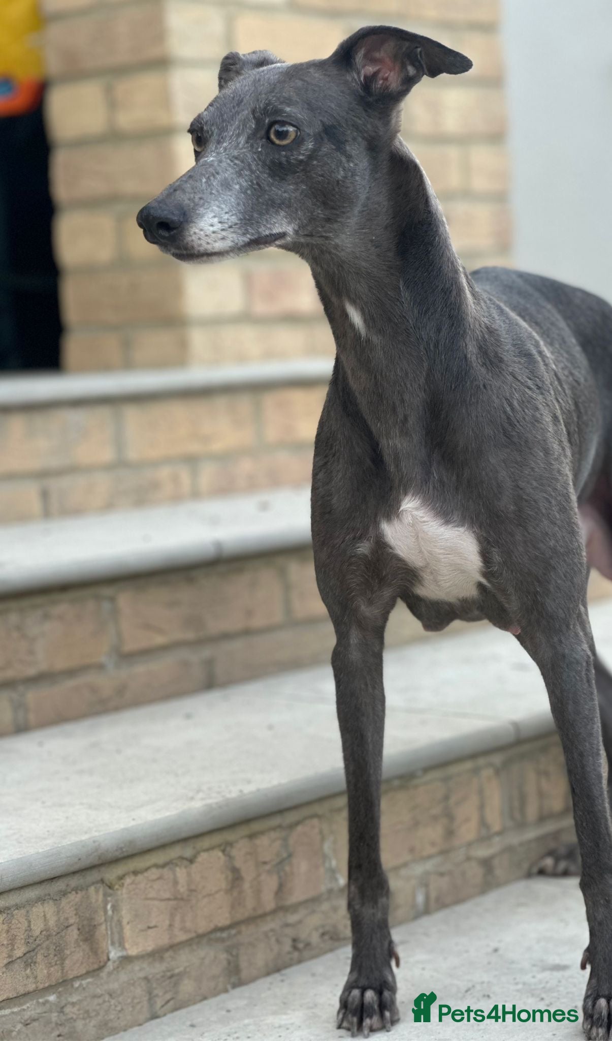 Whippet dogs for sale: Whippet pups ready now! - Advert 10