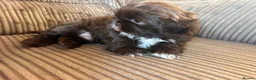 Shih Tzu dogs for sale: Beautiful Friendly imperial shih tzu boy - Advert 10