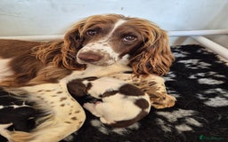 English Springer Spaniel dogs for sale: English Springer Spaniel Pups - Image 5