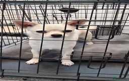 Chihuahua dogs for sale: Chihuahua Smooth Coat Cream - Image 3