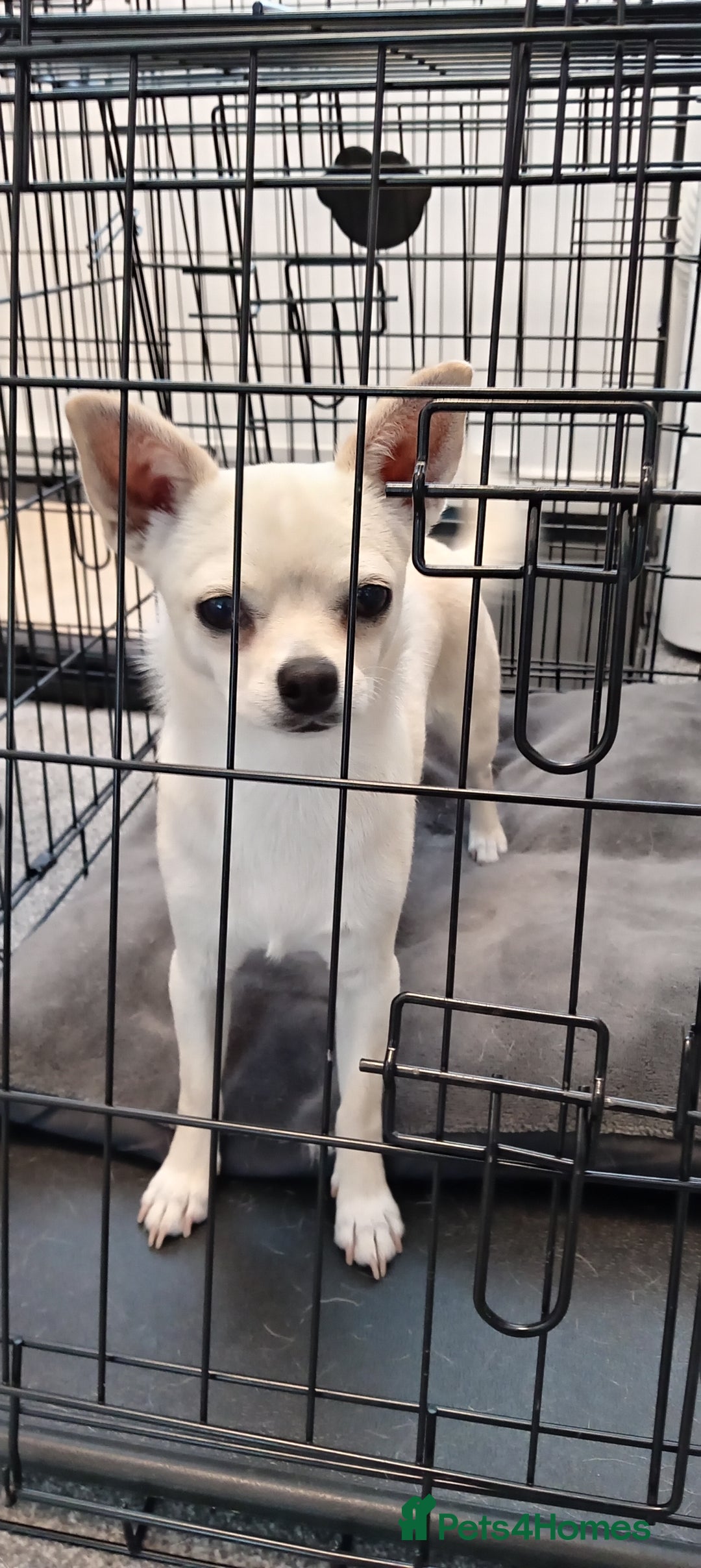 Chihuahua dogs for sale: Chihuahua Smooth Coat Cream - Image 3