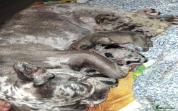 French Bulldog dogs for sale: 8 stunning french bulldogs - Advert 7