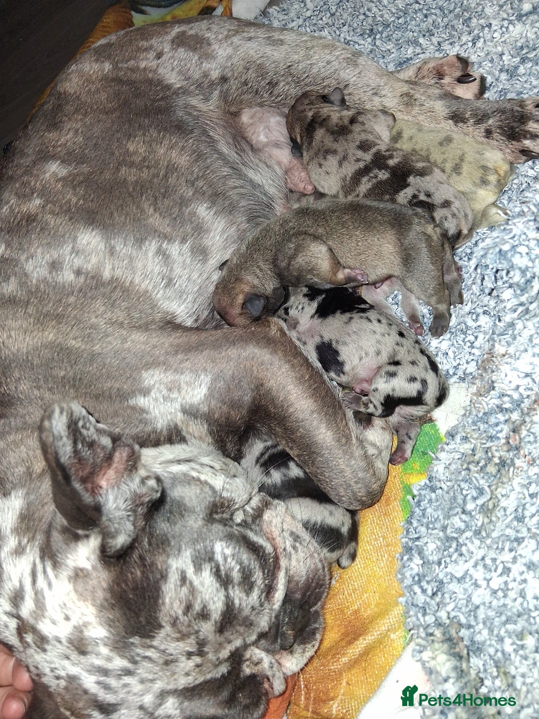 French Bulldog dogs for sale: 8 stunning french bulldogs - Advert 7