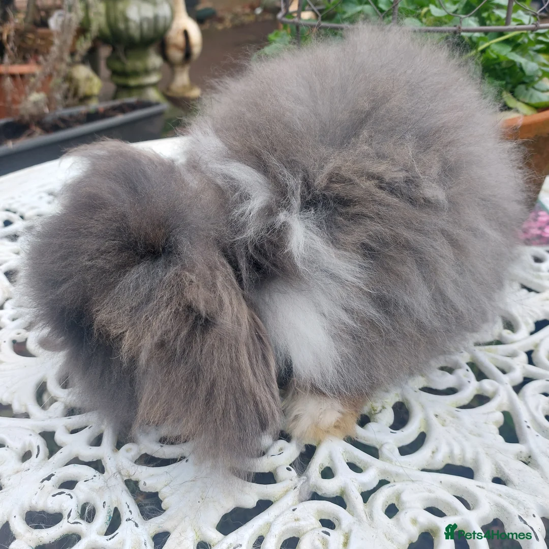 Angora rabbits for sale: STUNNING TEDDYWIDDER BUCK - Advert 3