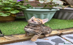 Bengal cats for sale: ✨ Bengal Kittens Looking for Loving Homes ✨ - Image 30