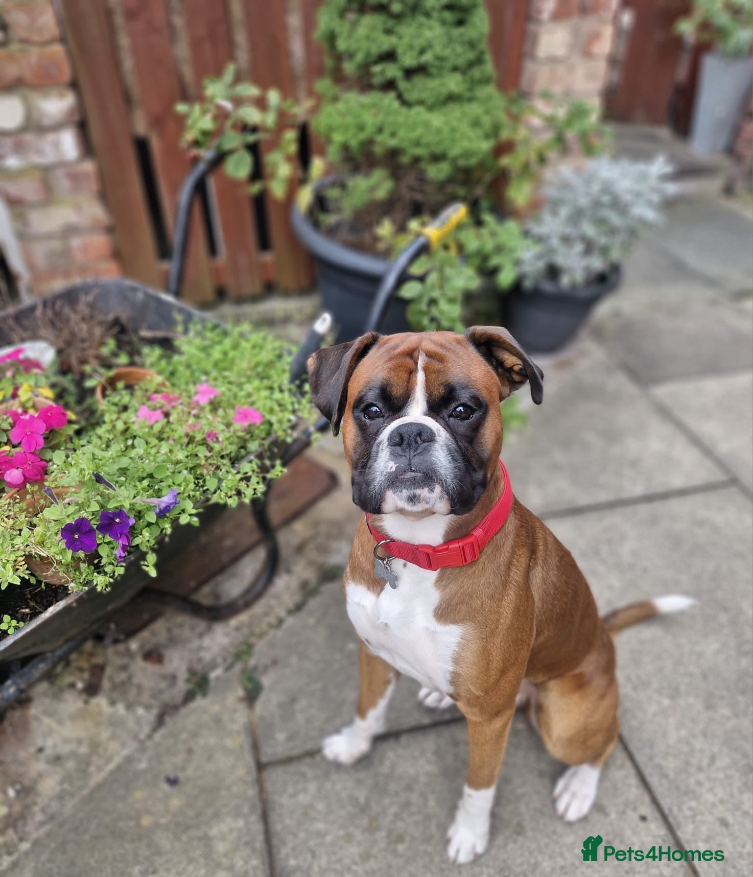Boxer dogs STUD AVAILABLE - Advert 2
