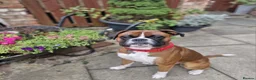 Boxer dogs for stud: STUD AVAILABLE - Advert 1