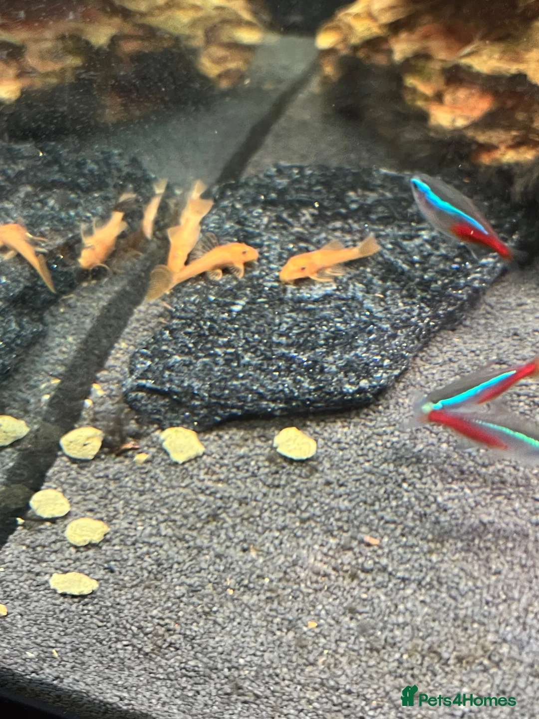 Plecos fish for sale: Super red Plecos  - Advert 4