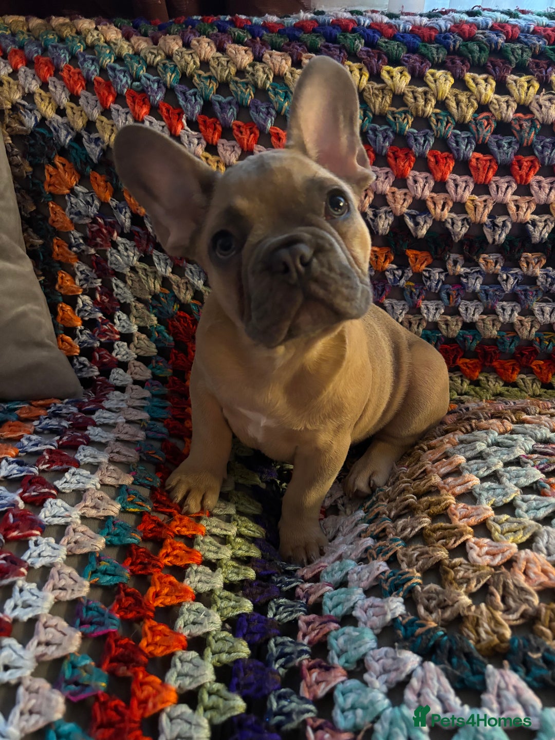 French Bulldog dogs for sale: Beautiful Frenchie Puppy Looking For Loving Home - Advert 3
