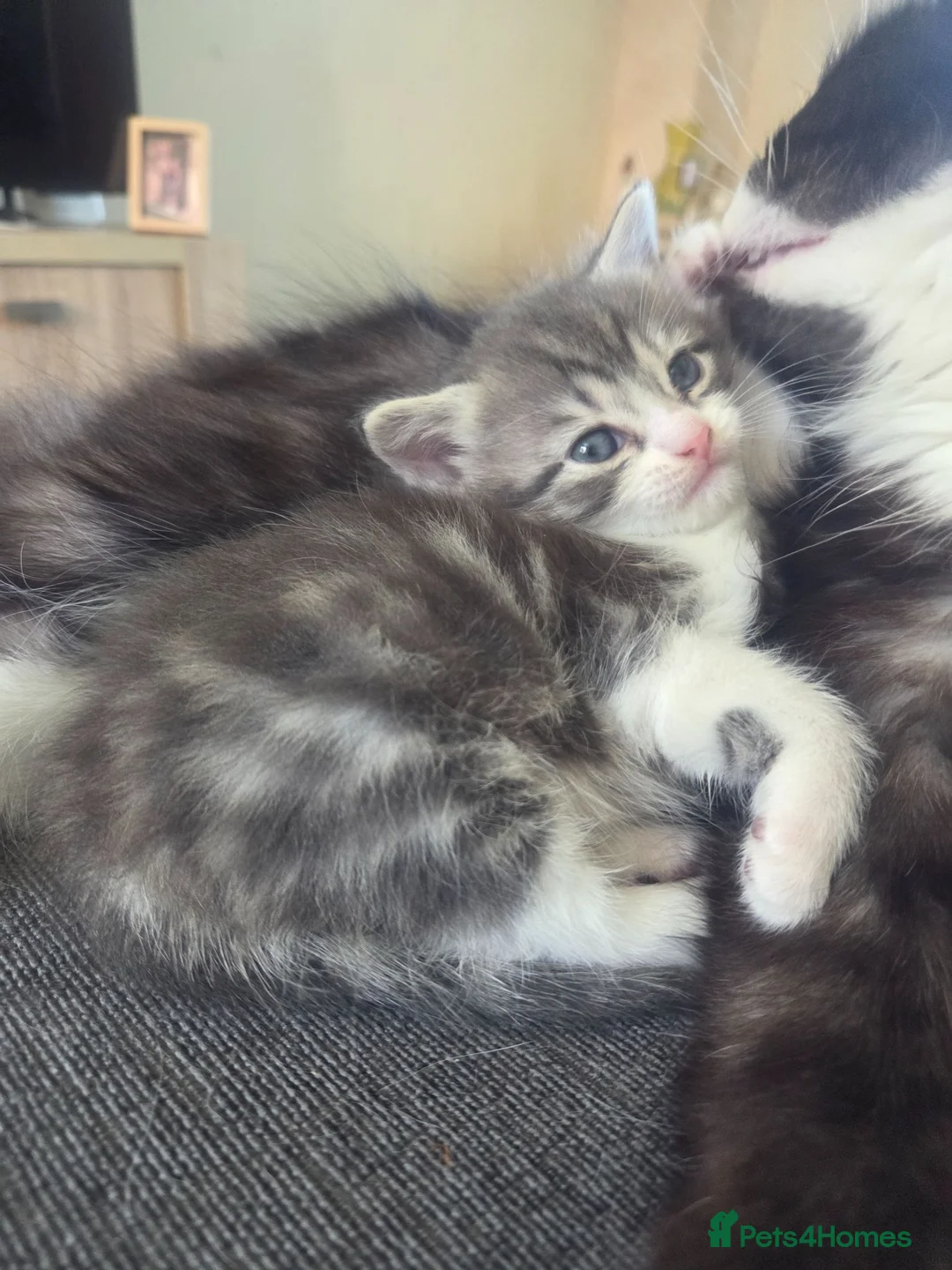 Mixed Breed cats for sale: Male kitten BSH cross in Caldicot - Advert 2