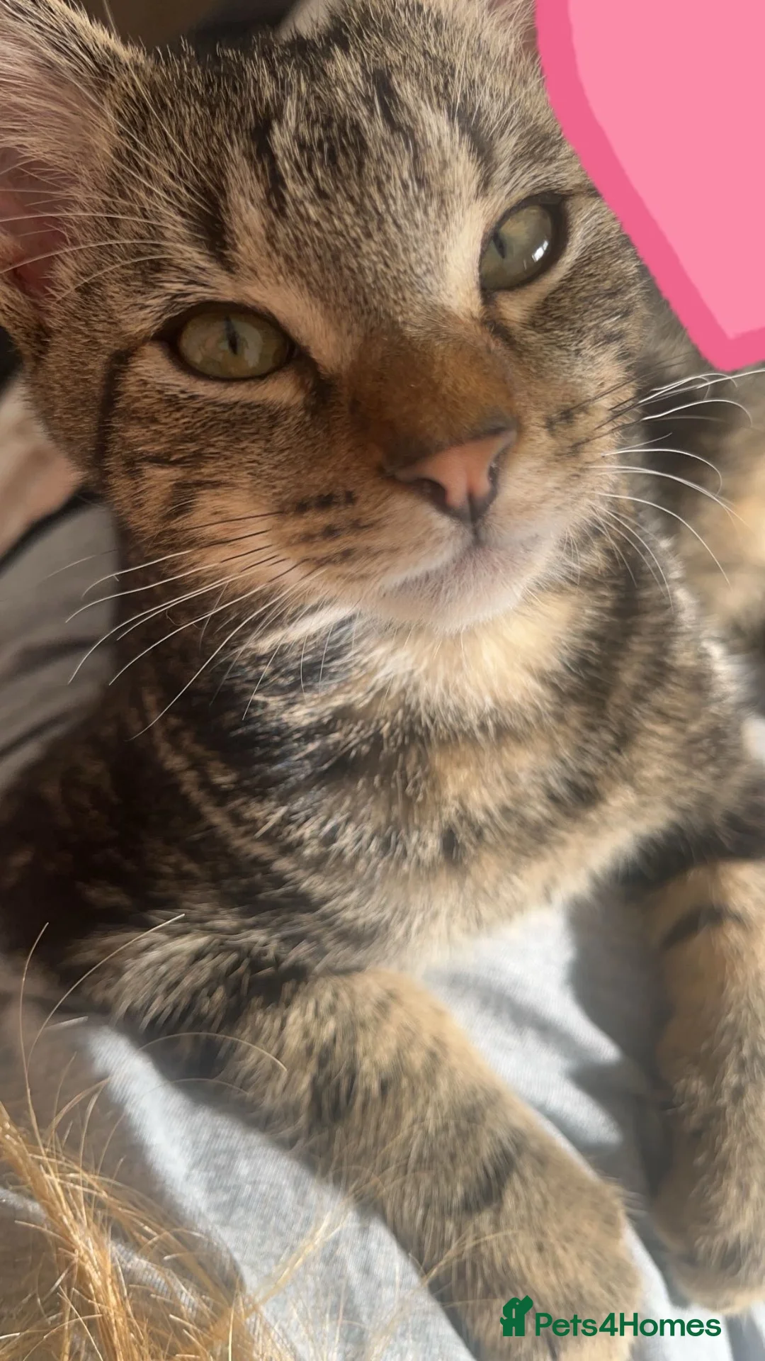 European cats for sale: Tabby cat for sale  - Advert 1
