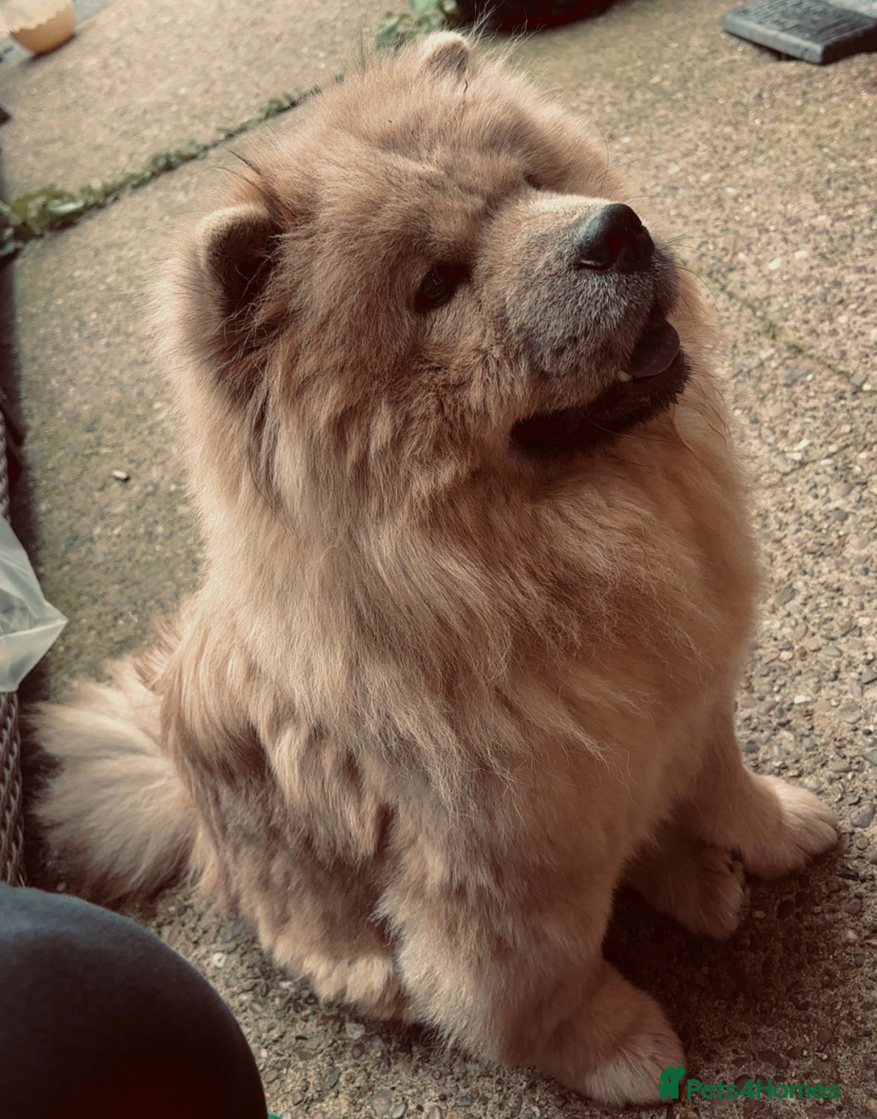 Chow Chow dogs 7 chow chow puppies - Advert 9